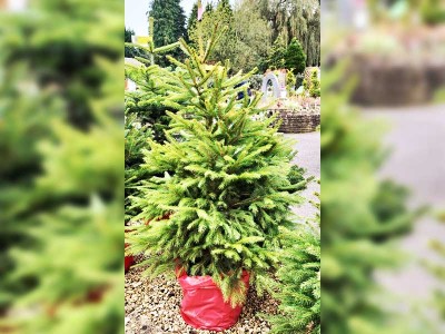 Norway Spruce Potted Christmas Tree