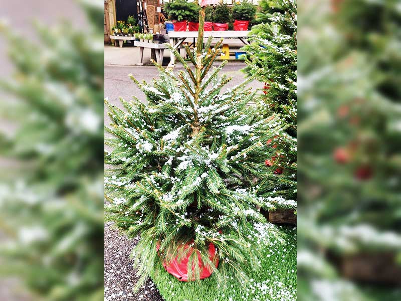 Norway Spruce Potted Christmas Tree