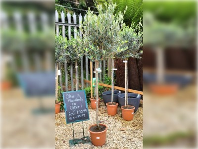 Olive Tree