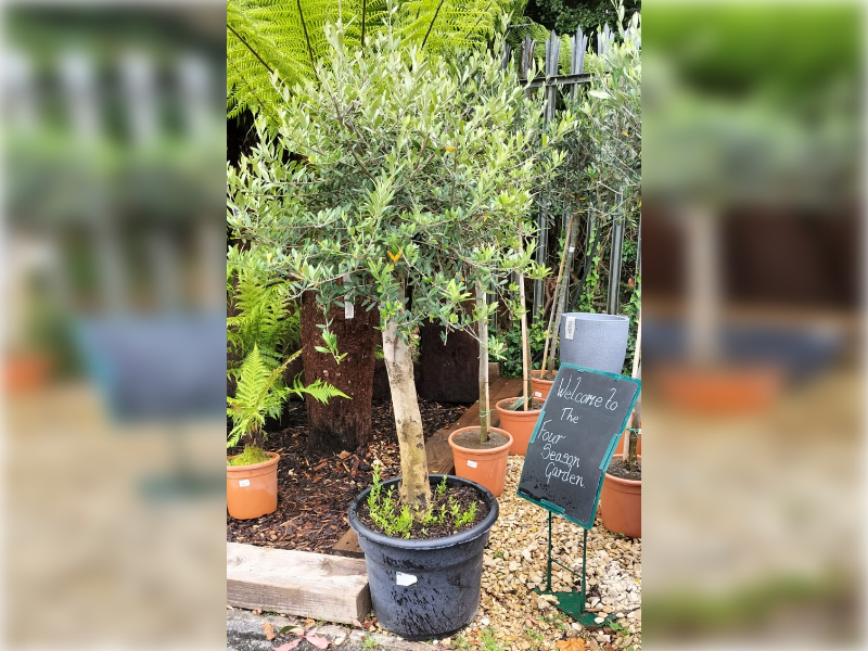 Olive Tree