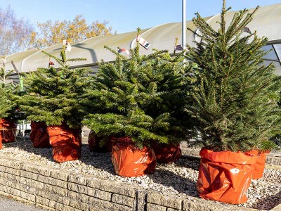 Premium Nordmann Potted Christmas Tree