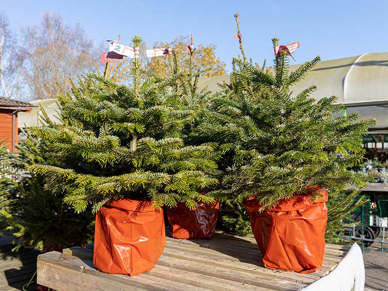 Premium Nordmann Potted Christmas Tree