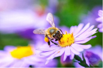 How to Attract Pollinators to Your Garden: Bee-Friendly Plants