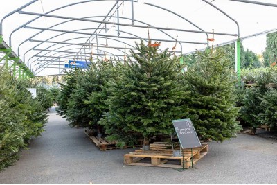 Christmas Trees Available to Pre-Order Now & More in Store!