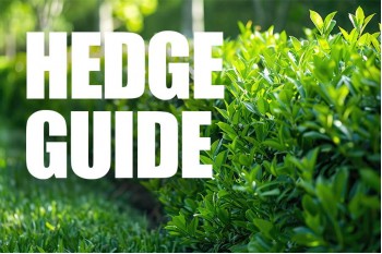 Hedge Planting & Maintenance: A Complete Guide