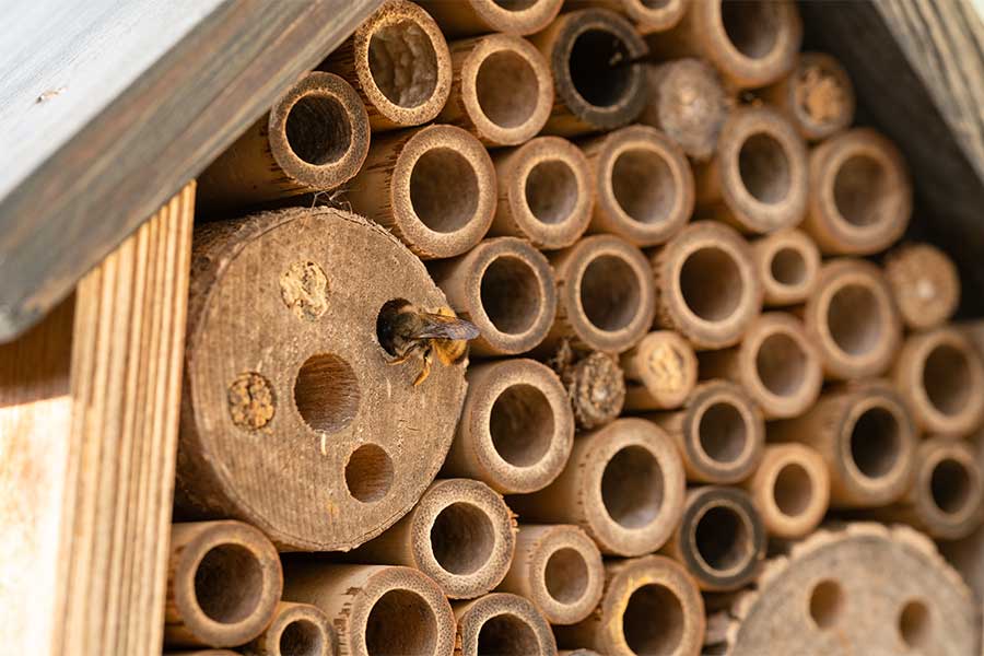 Bee hotel provides great year round shelter for bees in your garden