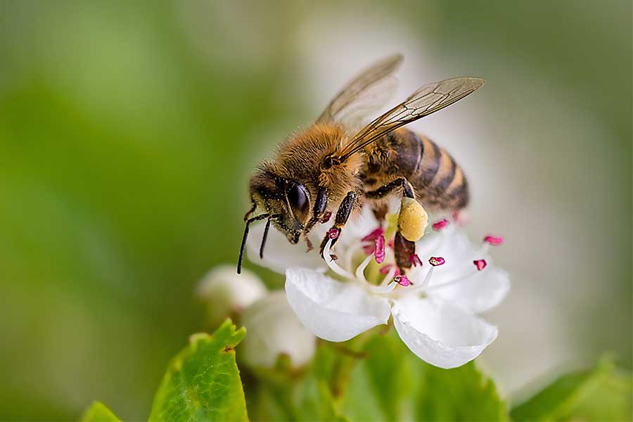 Bee on a white flower with lots of yellow pollen stuck to its back legs