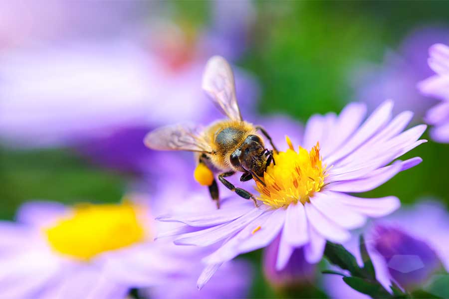 Bee-friendly plants attracting pollinators to feed on brightly coloured flowers