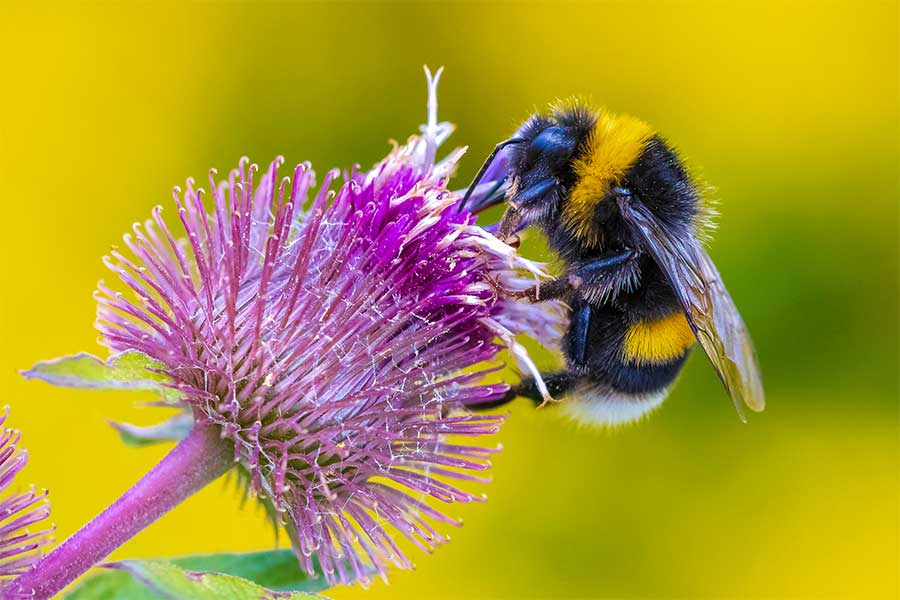 Bee feeding on a large purple Sedum flower bloom