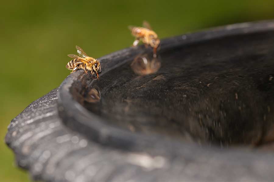 Bird baths are great for providing pollinators with drinking water