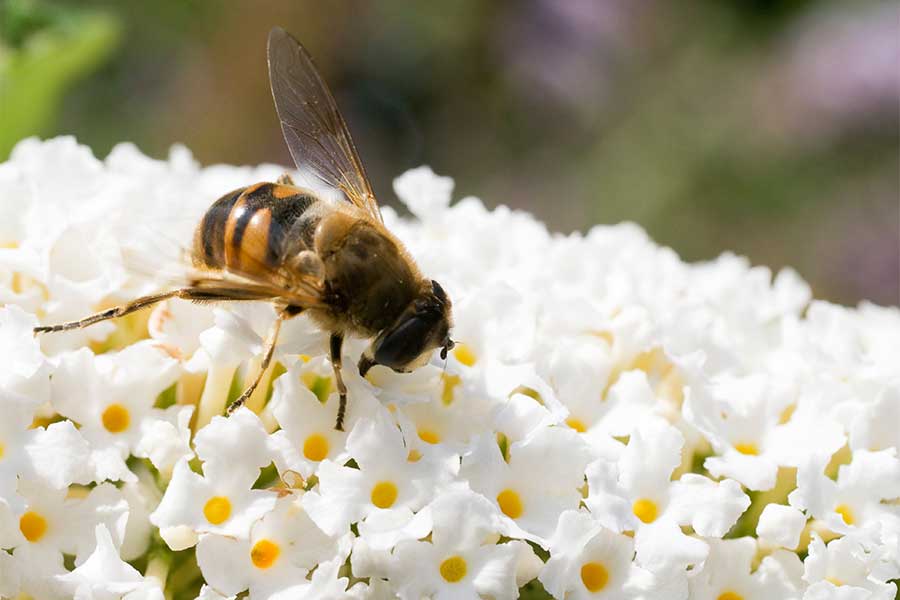 Buddleia are great bee-friendly plants