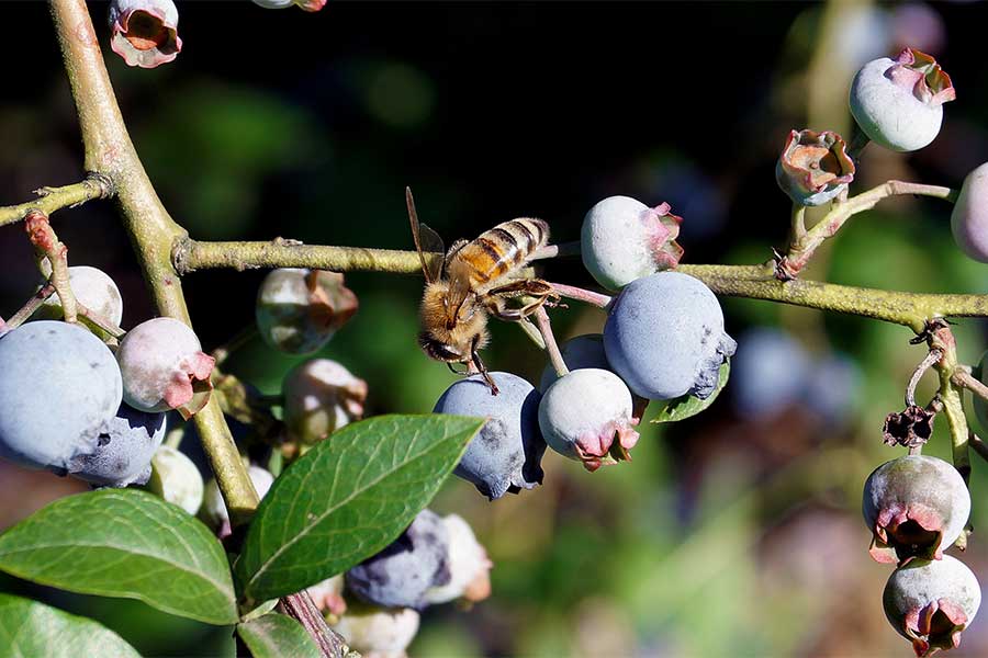 Bees love feeding on fruit bushes like blueberry and blackcurrant