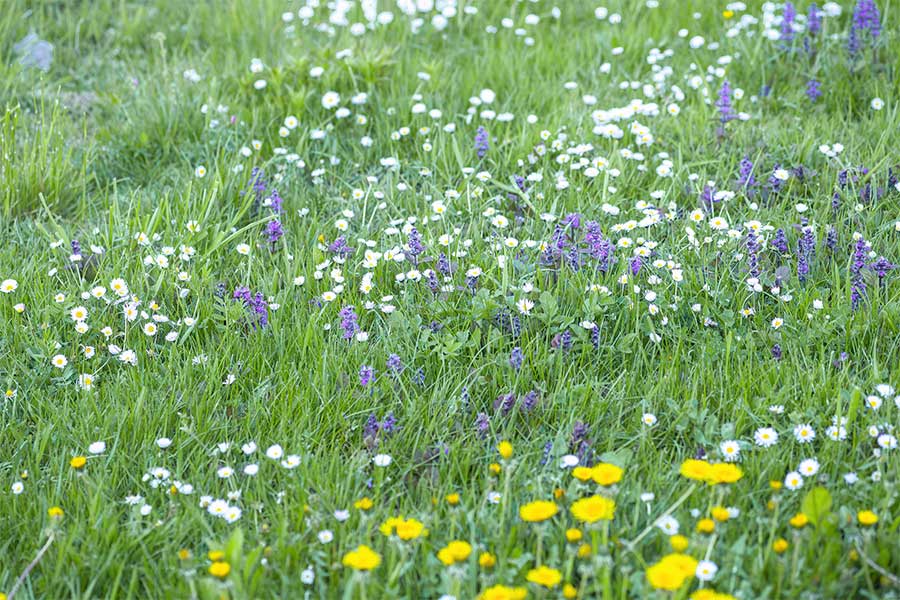 Wildflower area of lawn is great for attracting and supporting pollinators such as bees in the garden