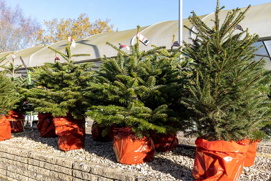 Rows of Nordmann real potted Christmas trees on display at Oxford Garden Centre