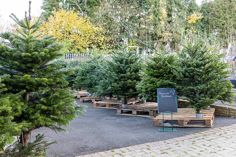 Lines of luxury cut Nordmann real Christmas trees at Oxford Garden Centre