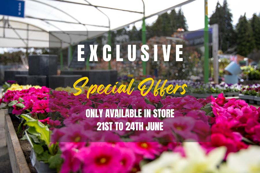 A display of brightly coloured flowers at Oxford Garden Centre