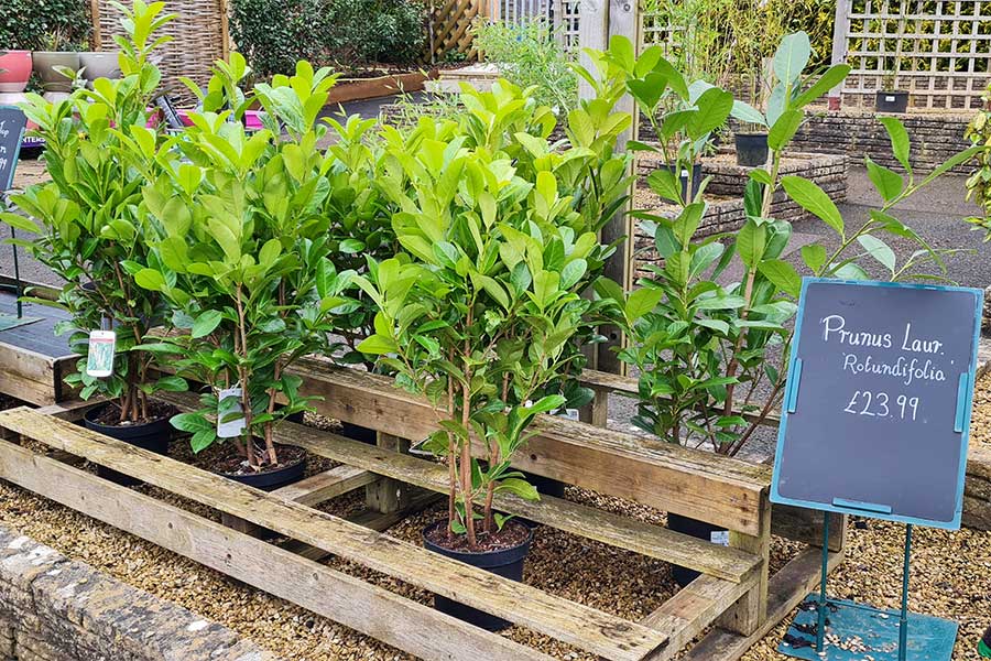 Cherry Laurel Prunus rotundifolia are perfect for privacy hedge planting projects