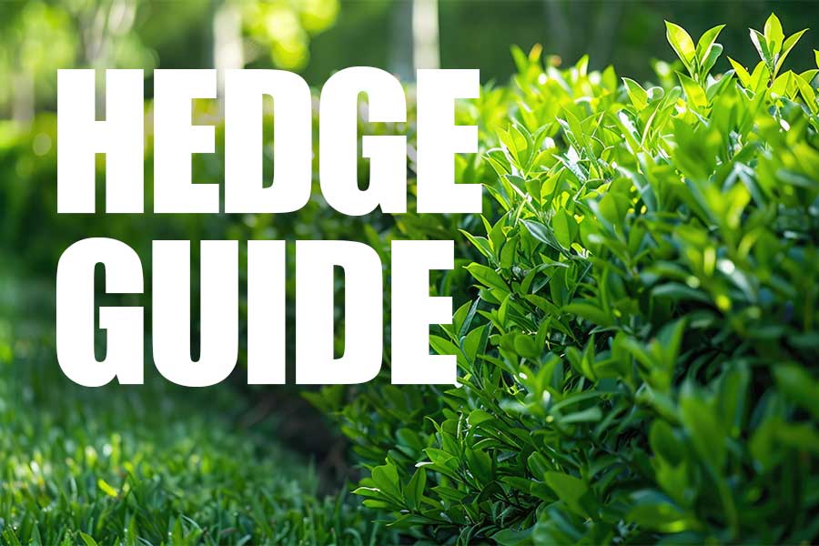 Hedging guide article cover image