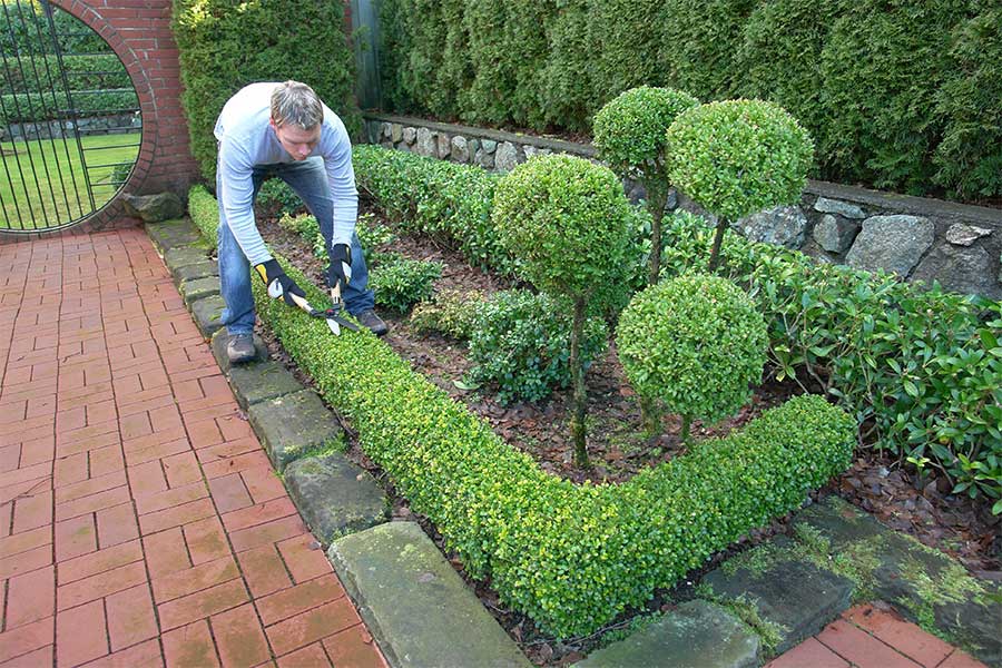 A gardener trimming neat box hedges in a formal garden