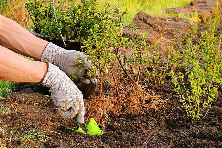 A gardener hedge planting in neat rows