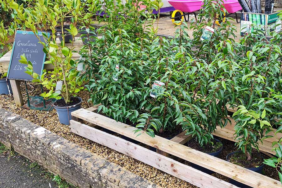 A selection of hedging plants on display at Oxford Garden Centre