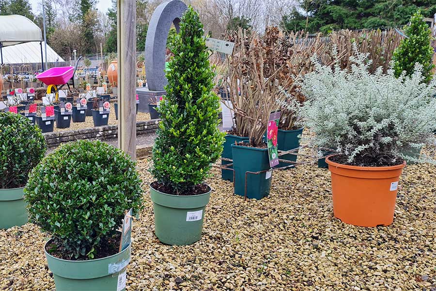 A selection of formal hedging plants at Oxford Garden Centre