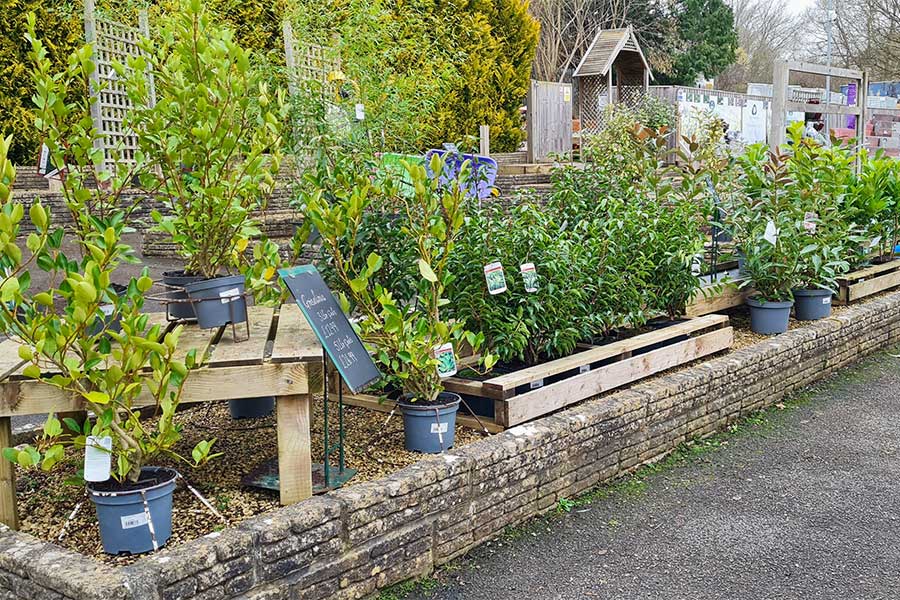 Specimen hedge plants on display at Oxford Garden Centre