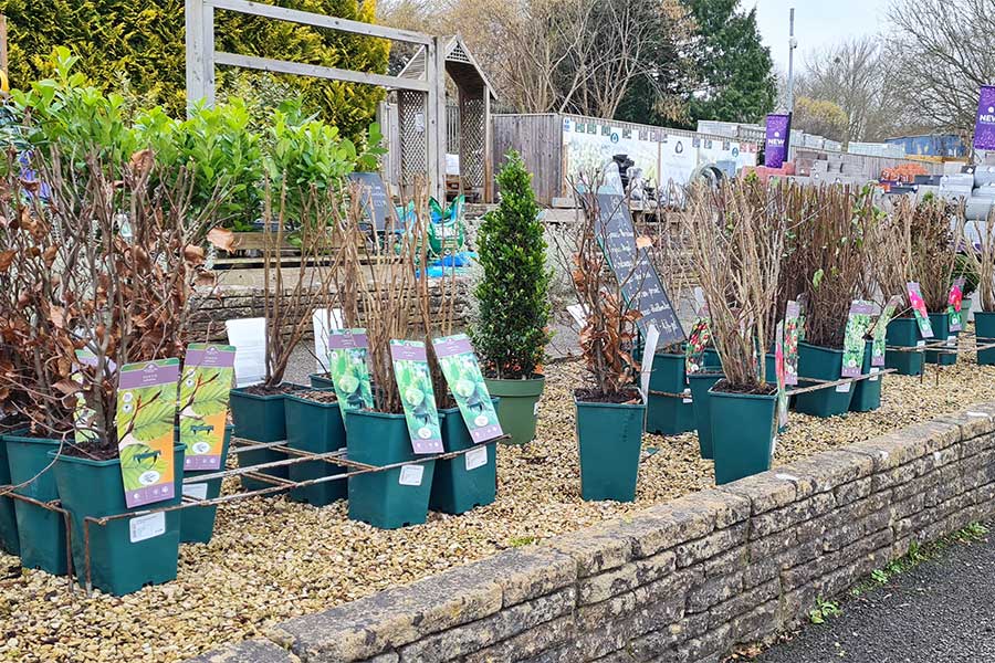 A selection of native British hedge plants on display at Oxford Garden Centre