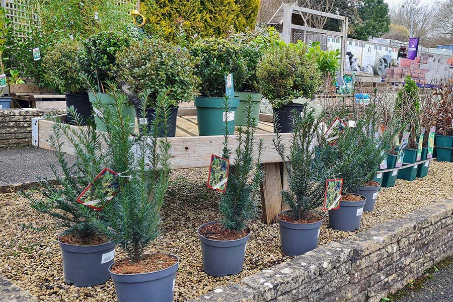 Yew Taxus baccata is a good plant for formal garden hedging